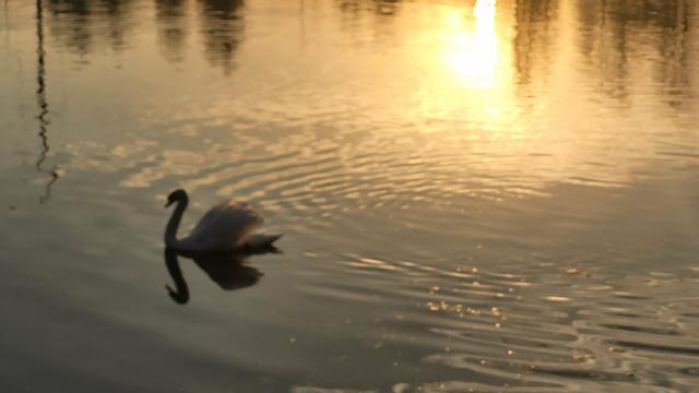 Not far away, a Swan on the pond swimming through the sun's reflection.