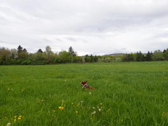 Iris de la Loupette (épagneule) galopant dans un pré