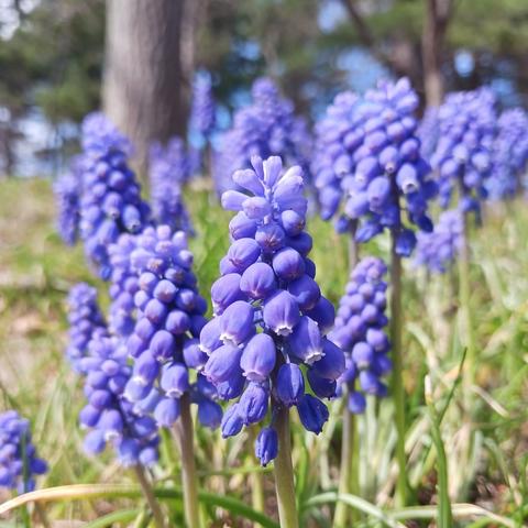 Close-up photo of a purple grape hyacinth, with many more out of focus in the background, amidst green grass-like leaves.