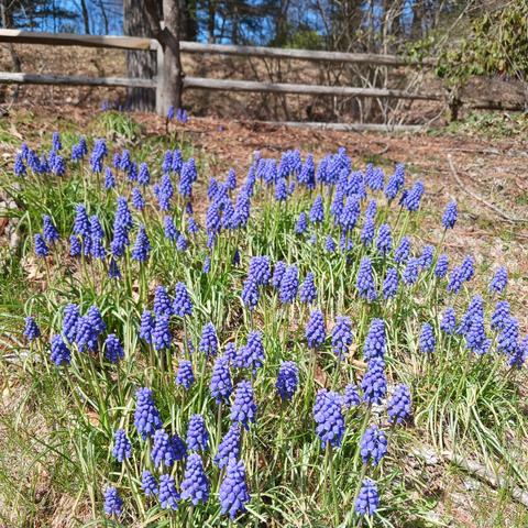 Photo of a patch of many purple grape hyacinths, amidst green grass-like leaves, on a small hill in front of a weathered split-rail fence. Blue sky between tree branches can be seen behind the fence.