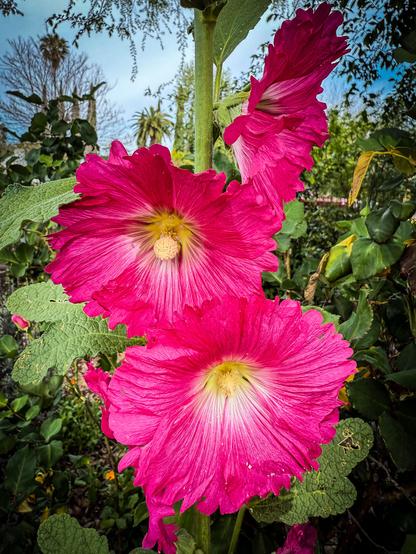The image features a close-up view of three vibrant pink flowers, likely hollyhocks, with large, ruffled petals. The flowers are in full bloom, showcasing a gradient of pink hues from the edges to the center, where a yellow stamen is visible. The petals have a delicate texture, with fine lines radiating from the center. The flowers are attached to a green stem, surrounded by lush green leaves with a slightly veined texture. The background is a garden setting with various green plants and trees, under a clear blue sky. The overall composition highlights the flowers' vivid colors and intricate details against the natural backdrop.

Provided by @altbot, generated privately and locally using Ovis2-8B