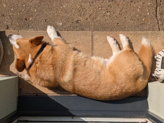 Looking down upon a Corgi laying across the door step of a front door. The Corgi is longer than the door is wide.