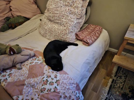 Alea the Black Cat moping on the foot end of my bed, looking line a morose black fur bean.