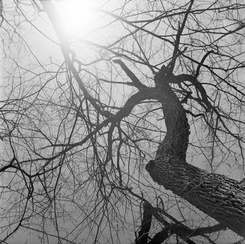 Following the sinuous curve of a branch all the way up the blinding sun.