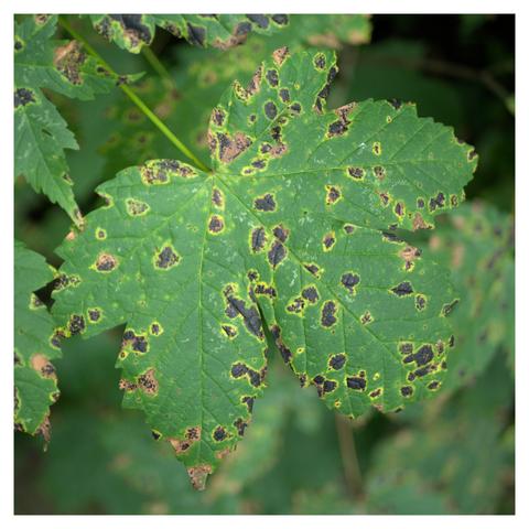 Green leaf with black and yellow dots due to a sickness.