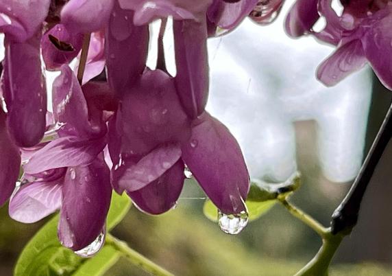 Closeup colour photo of a dangling cluster of dark puce-pink blossom on a tree. The picture is taken immediately after a rainstorm, and drops of water hang suspended from the nethermost petals. A green-black twig diagonally crosses the lower right corner of the frame, with two pea-green leaves growing off it which can just be seen behind the blossom. A gap in the arrangement of blossom, in the middle right of the frame, lets us see a blurry overexposed background of whitish-grey.