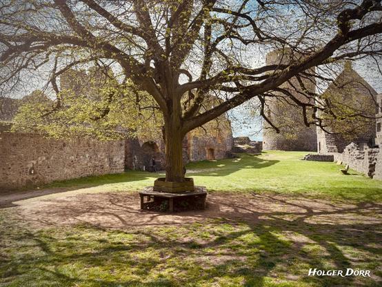 Hier wirkt die Burg wie ein geschützter Ort. Der große Baum in der Mitte des Hofes ist das zentrale Element. Sein frisches Grün steht sinnbildlich für neues Leben inmitten der alten Mauern. Die Holzbank um den Stamm lädt zum Verweilen ein, ein Ort zum Innehalten, fast spirituell. Das Lichtspiel durch das Geäst erzeugt eine warme, ruhige Stimmung.