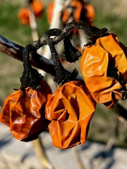 Close cropped photo of three orange eggplants hanging from a stalk. The fruits are crinkled and shiny. Black mold covers the stalk. In the background are several other clumps of eggplants.