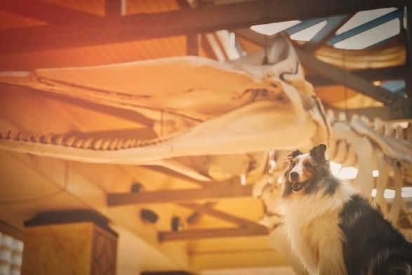 A fluffy dog sits in the foreground with a whale skeleton in the background.