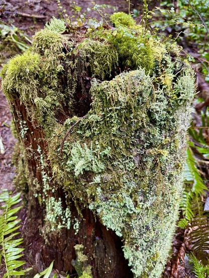 A decayed and hollowed out old tree stump has a thick coating of assorted moss and lichens, scaly and furry textured, pale and more vividly colored.