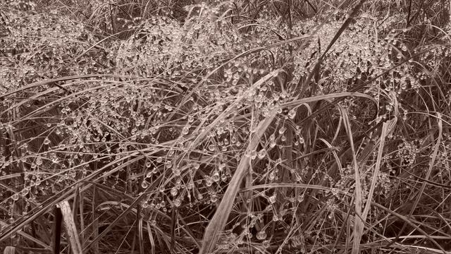 The image shows grass with dew droplets clinging to it. The dew creates a sparkling effect, making the grass appear to be adorned with tiny, glistening beads.