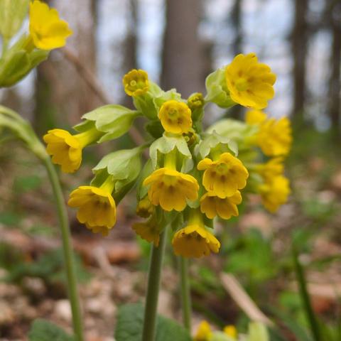 Nahaufnahme Echte Schlüsselblume