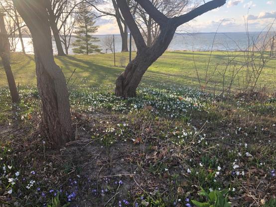 A couple of great trees with twisty trunks, some smaller ones; a conifer in the distant background, and green grass in the background as well. In the foreground is a big speckled field of white and purple little spring flowers. There is late afternoon verging into early evening sunlight hitting the scene at an angle. Also in the distant background is a big lake