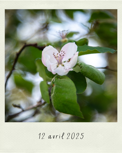 une fleur de cognassier et ses feuilles au bout d'une branche