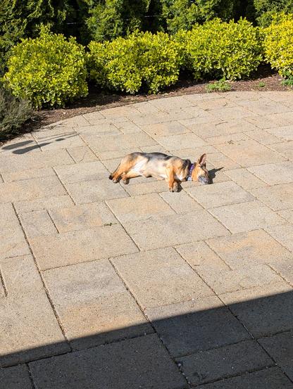 A dog sleeps in the sun