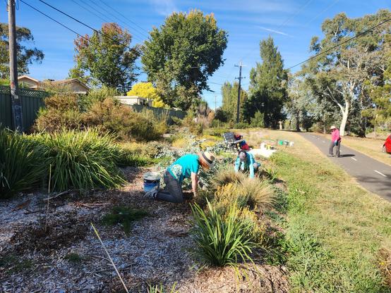 Sunny morning on the shared pathway plantings. A few ppl planting and weeding. Large trees in the background.