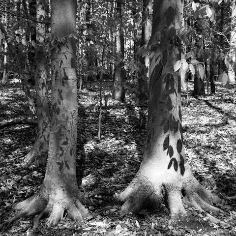 Two relatively smooth-barked trees next to each other, with shadows of their own leaves which are hanging above.