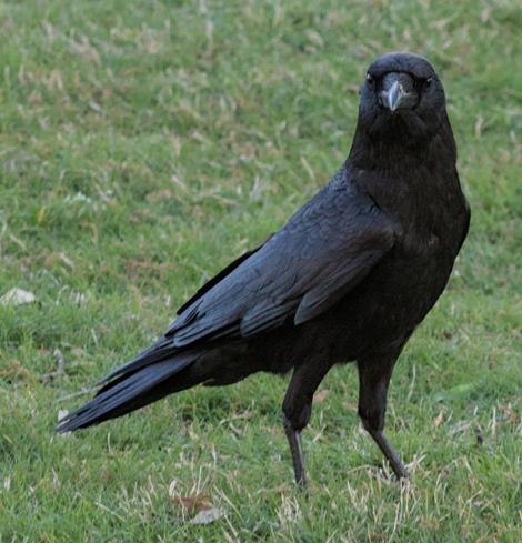 A close cropped photo of a bird crow standing on green grass looking to the camera