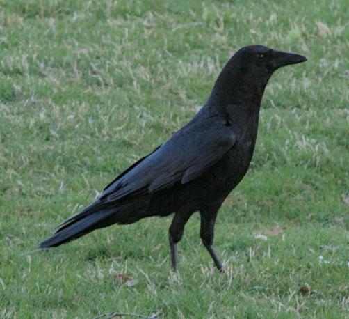 A close cropped photo of a bird crow standing on green grass looking to the left