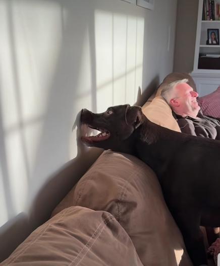Chocolate lab stands on the couch with his  face to the sunlit wall trying to bite his own shadow.