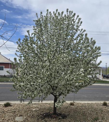 A flowering crab apple tree with white blooms in a front yard