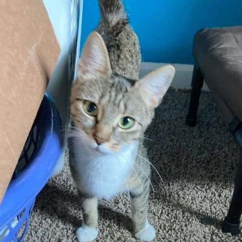 A young tabby cat, on skinny legs, with long whiskers and  a curious look on her face.