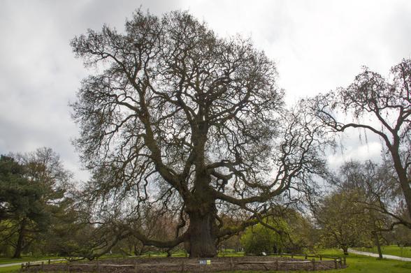 A bewilderingly complex oak tree set in a lawn