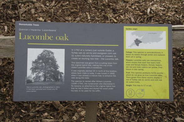 Information sign on Lucombe tree