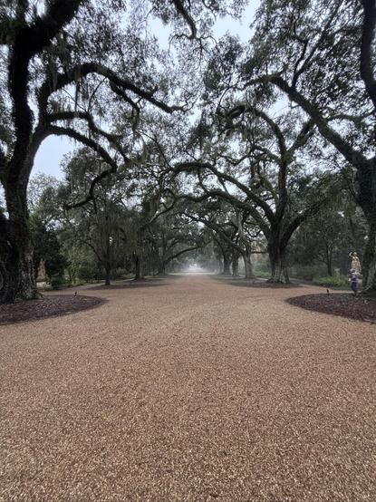Looking down the oak lined front drive at Houmas House plantation.