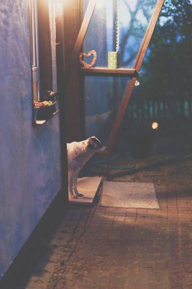 Our dog looks out of the open front door into the dark garden in the evening.