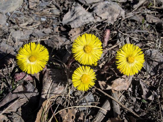 3 bright yellow flowers against a background of dead leaves.  The first signs of spring breaking through the ground.