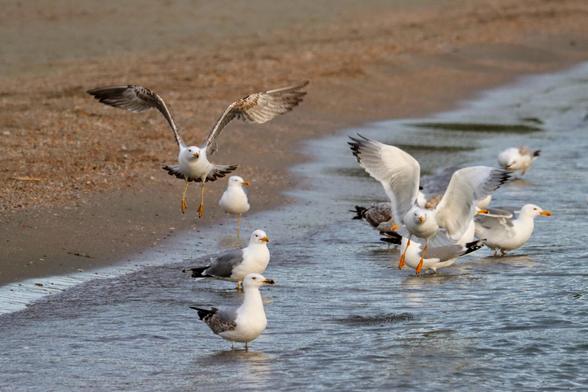 Möwen (Mittelmeermöwen?) am Küstensaum.
Im Wasser stehend oder gerade losfliegend.