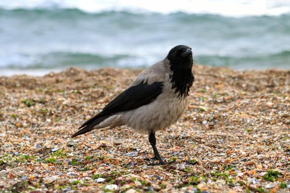 Eine Nebelkrähe im grobkörnigen Sandstrand stehend. Hinter ihr das Meerwasser.