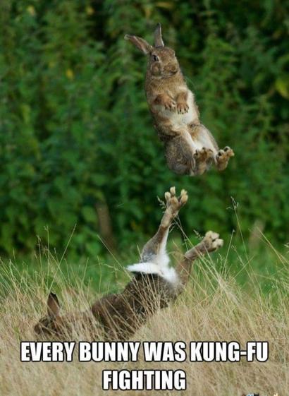 Photo of two rabbits. One has his back legs high up in the air behind him. The other is above those legs, and appears to be either leaping over the first or being kicked by the first. 

Meme text reads, "Every bunny was Kung Fu Fighting..."