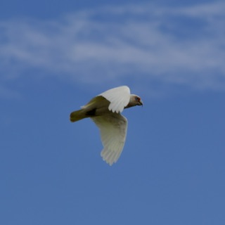 A white bird with a tint of a yellow belly and some red near its neck is flying in front of a blue sky
