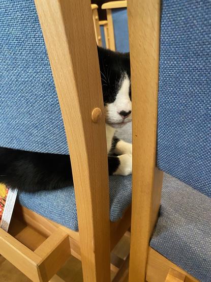 Black and white cat peeping between two chairs