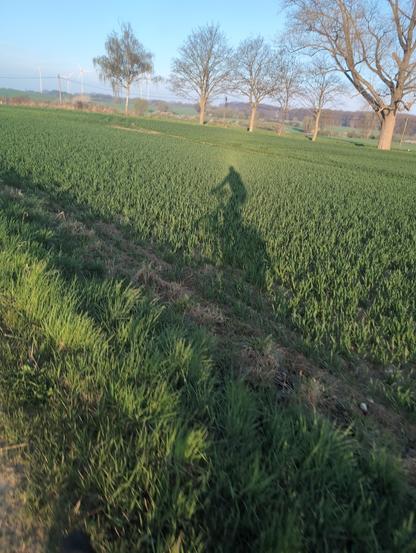 Schatten eines Radfahrenden auf grünem Acker, im Hintergrund Bäume, Stromleitungen, Windräder vor blauem Himmel