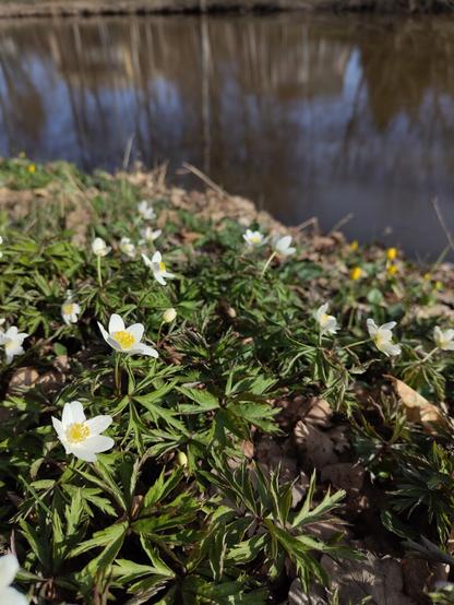 Wood anemones blooming by a river