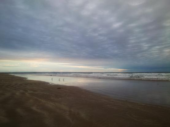 Birds on a beach