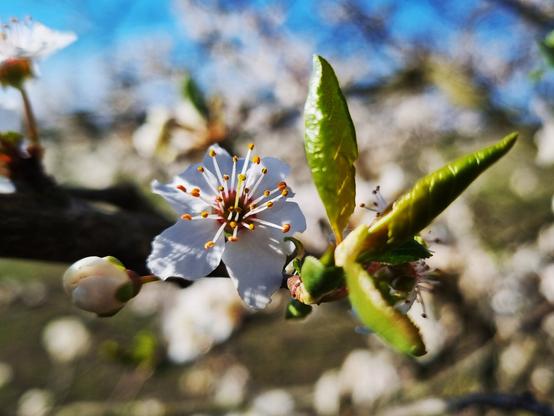White blossom from a tree sit in sharp focus in the forground along with some yet to unfurl leaves. Behind other blossoms can be made out against the blue sky beyond.