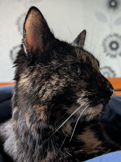 A picture of a tortoiseshell cat lying on the bed. 

She is curiously looking towards the right because the other cat is making noises.