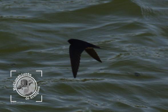 detalle de una golondrina sobre el agua verde agitada por el viento de un humedal