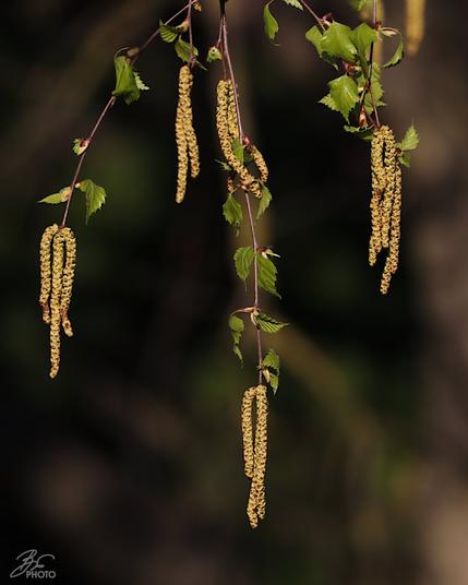 Dance of the Birch Catkins