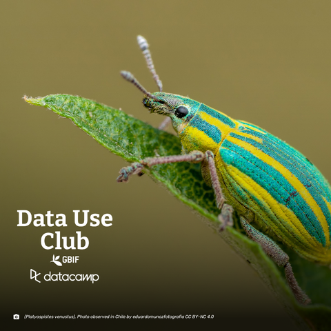 Close-up of a colorful beetle (Platyaspistes venustus) on a green leaf, with text promoting the "Data Use Club" by GBIF and DataCamp.