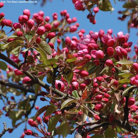Zahlreiche dicht stehende Blütenknospen in kräftigem Pink bedecken die Zweige eines Zierkirschbaumes. Einige Knospen sind bereits leicht geöffnet und zeigen zarte Blütenblätter. Die länglichen, teils leicht gewellten Blätter sind rötlich-grün gefärbt und wachsen zwischen den Knospen. Die Äste sind dunkel und teilweise knorrig. Im Hintergrund ist der klare blaue Himmel sichtbar.