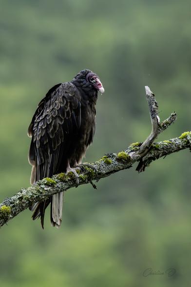 L'Urubu à tête rouge est souvent ce gros oiseau que l'on voit planer très haut dans le ciel pendant des heures, les ailes en extension et sans battre des ailes.
Il favorise les courants d'air ascendants dont il dépend pour ses longs vols planés.