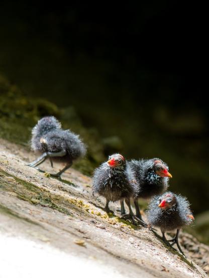 𝗣𝗶𝗰𝘁𝘂𝗿𝗲 𝗗𝗲𝘀𝗰𝗿𝗶𝗽𝘁𝗶𝗼𝗻 (𝗘𝗻𝗴): We see four Common Moorhen chicks clumsily waddling across a steep slope. They must be just a few days old, covered in fluffy black down, from which protrude disproportionately large legs for their size; also their red beaks and almost bald heads with bulging eyes. These chicks are funny and grotesque, but, at the same time, tender and cute.

𝗗𝗲𝘀𝗰𝗿𝗶𝗽𝗰𝗶𝗼́𝗻 (𝗘𝘀𝗽): Vemos cuatro polluelos de Gallineta Común caminando torpemente por una superficie muy inclinada. Deben tener pocos días, están cubiertos de un plumón negro muy esponjoso del que sobresalen unas patas desproporcionadamente grandes para su tamaño; también sus piquitos rojos y unas cabecitas casi calvas con ojos muy saltones. Estos polluelos son divertidos y grotescos, pero, al mismo tiempo, lindos y adorables.