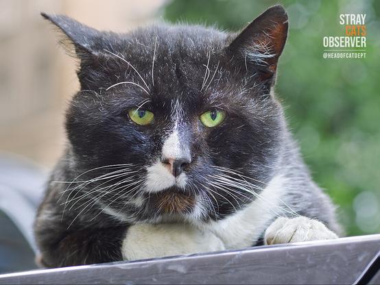 Close-up portrait of a black and white male cat