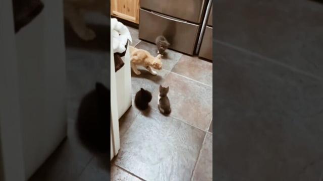 cat meowing funny shorts #cat #catfunny #funny #cute #catlover