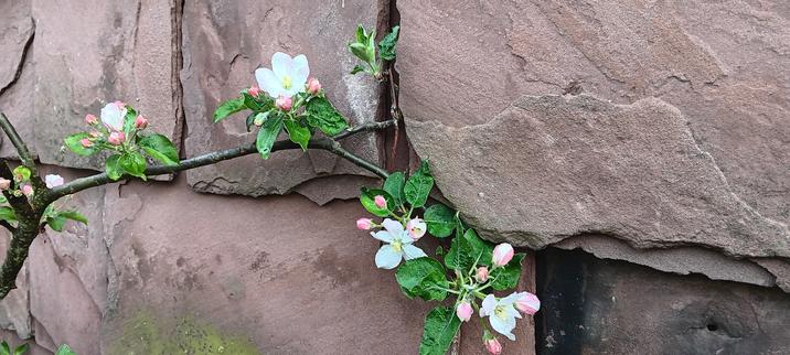 Ein blühender Apfelzweig mit weißrosa Blüten und rosa Knospen vor einer roten Sandsteinwand
